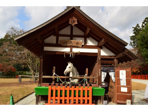 【名古屋発】京都2つの世界遺産で初詣!午(うま)年にちなんで「上賀茂神社」の神馬に会い行こう&京都最古の神社「下鴨神社」3